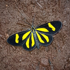 Cyllopoda claudicula