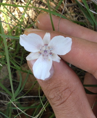 Calochortus umbellatus