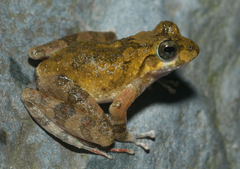 Ota's Stream Tree Frog photo 4