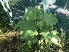 Solanum chrysotrichum