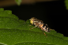 Eristalinus obliquus