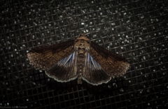 Lophoptera vittigera