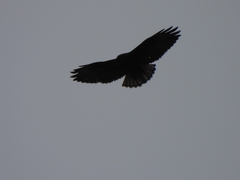 Buteo albonotatus