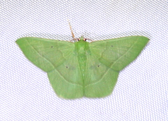 Dichorda illustraria