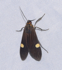 Aclytia punctata