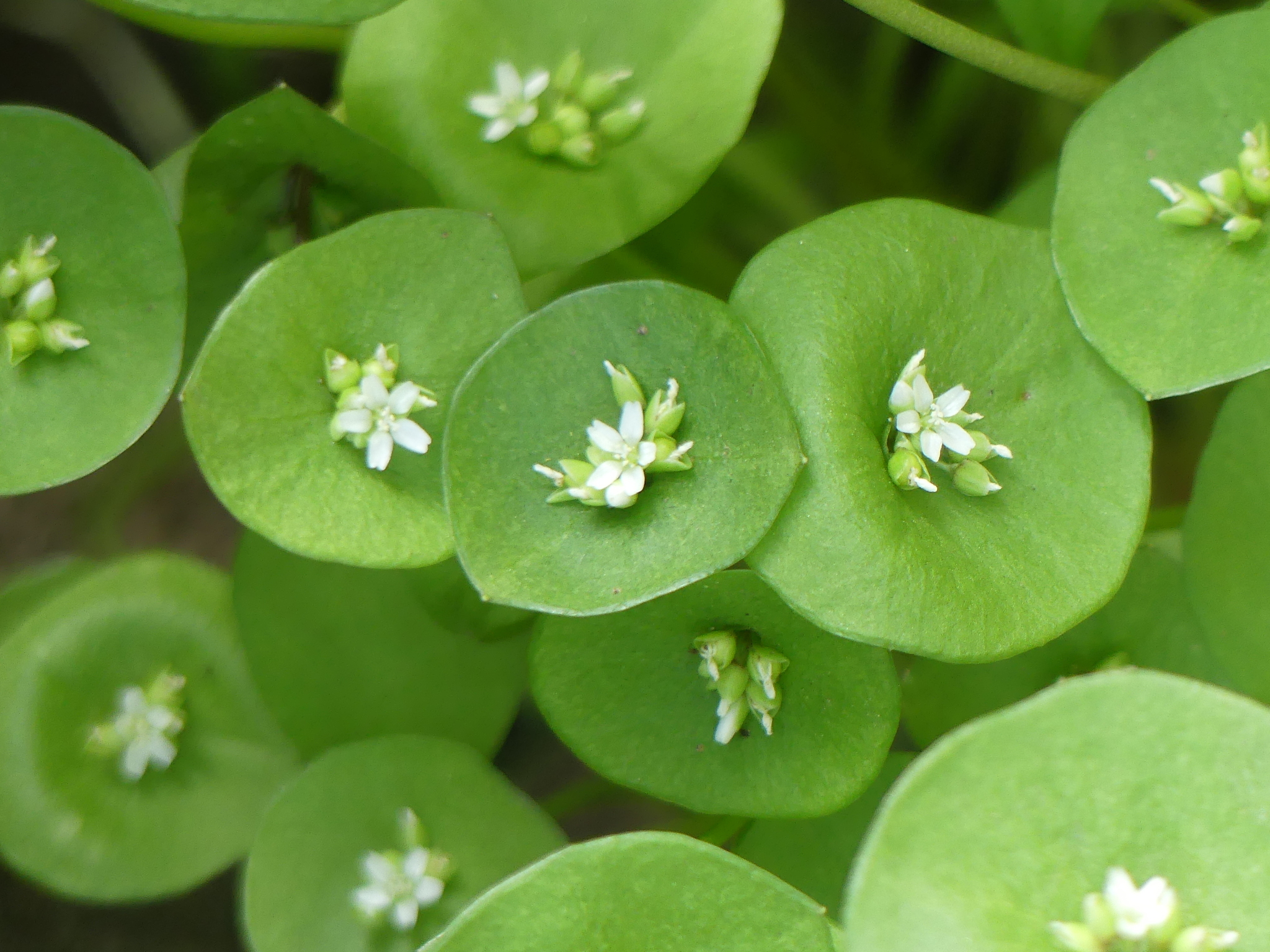 Claytonia perfoliata