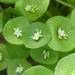 Claytonia perfoliata - Photo (c) Lauren Glevanik,  זכויות יוצרים חלקיות (CC BY-NC), הועלה על ידי Lauren Glevanik