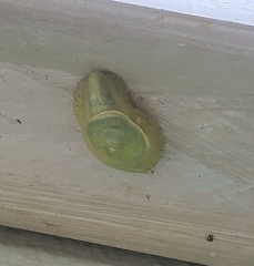 Gaeotis nigrolineata