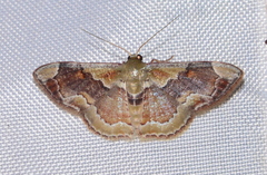 Leptostales angulata