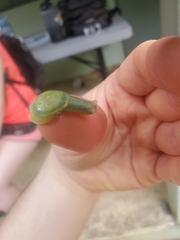 Gaeotis nigrolineata