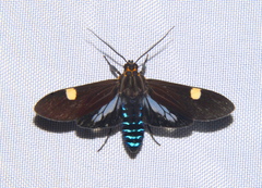 Aclytia punctata