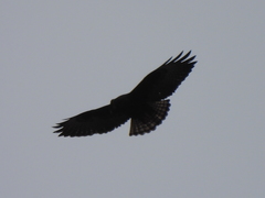 Buteo albonotatus