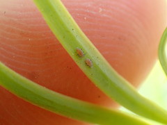 Neophyllaphis varicolor
