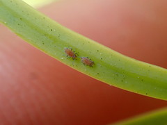 Neophyllaphis varicolor