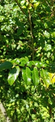 Azara serrata