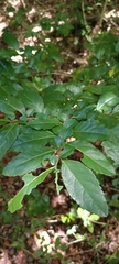 Azara serrata