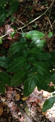 Azara serrata