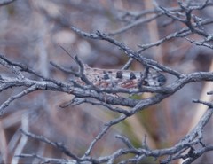 Chortoicetes terminifera