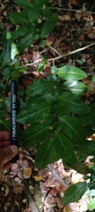 Azara serrata