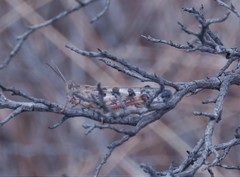 Chortoicetes terminifera