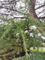 Cedrus deodara