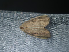 Lophocalama neuritis