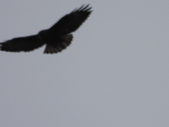 Buteo albonotatus