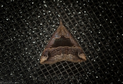 Hypena gonospilalis