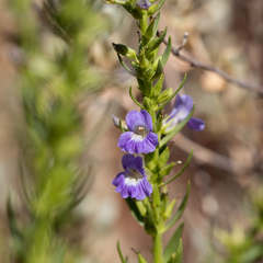 Stemodia florulenta