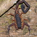 纖細似刺尾蠍 - Photo 由 Damon Tighe 所上傳的 (c) Damon Tighe，保留部份權利CC BY-NC