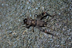 Parapentacentrus fuscus