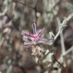 Ptilotus sessilifolius