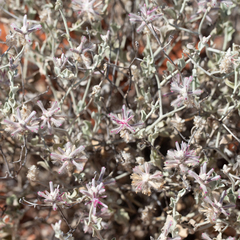 Ptilotus sessilifolius