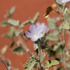 Hibiscus krichauffianus
