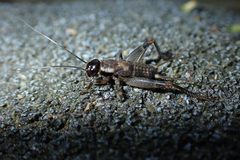 Parapentacentrus fuscus