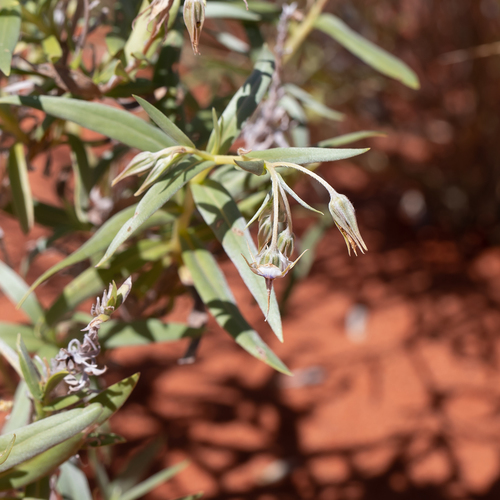 camel bush