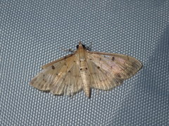 Herpetogramma cynaralis