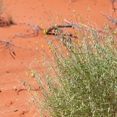 Crotalaria eremaea
