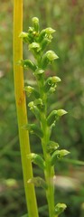 Microtis oblonga