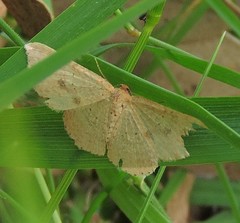 Epicyme rubropunctaria