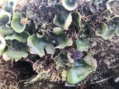 Dictyosphaeria sericea