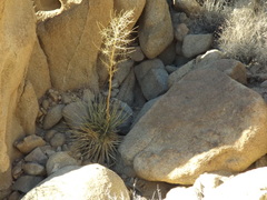 Nolina bigelovii