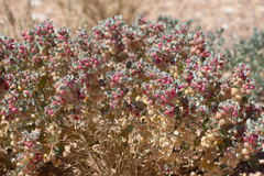 Atriplex holocarpa