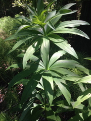 Lilium pardalinum pardalinum