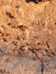 Camponotus festinatus