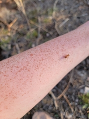 Camponotus festinatus