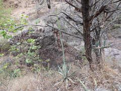 Agave xylonacantha