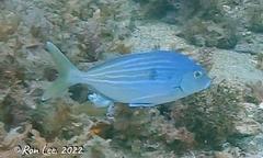 Nemadactylus valenciennesi
