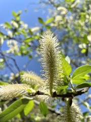 Salix paradoxa