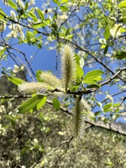 Salix paradoxa